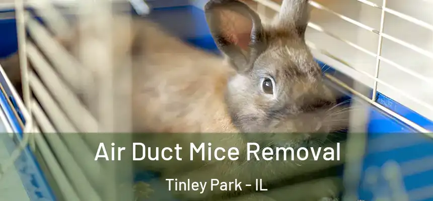  Air Duct Mice Removal Tinley Park - IL